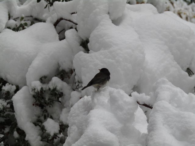 snowbird